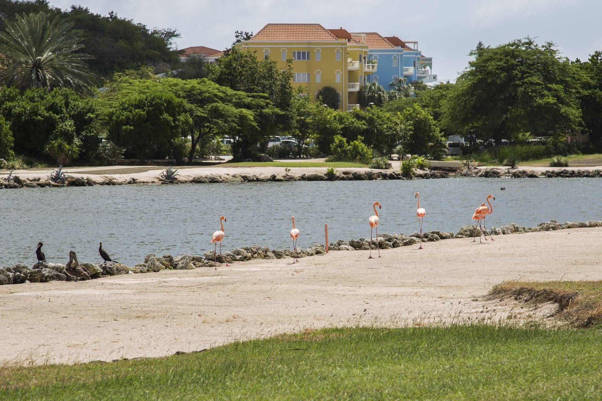 Blue Bay Village Villa 11 Dorp Dorp Sint Michiel エクステリア 写真